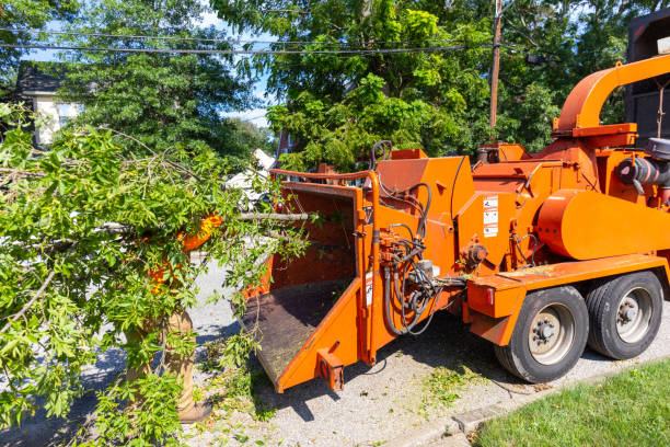 Best Commercial Tree Services  in Wliamsvle, IL